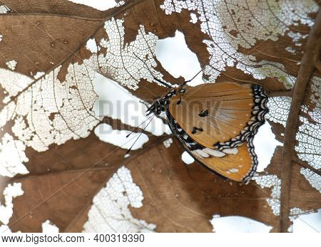 Female Danaid Eggfly Hypolimnas Misippus Under A Leaf. Gir National Park. Gujarat. India.