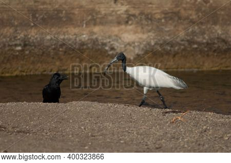 Large-billed Crow Corvus Macrorhynchos Calling And Black-headed Ibis Threskiornis Melanocephalus. Hi
