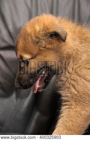 Red Mongrel Puppy On A Dark Background