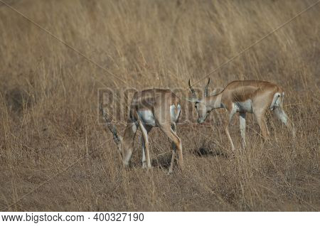 Males Blackbuck Antilope Cervicapra In Devalia. Gir Sanctuary. Gujarat. India.