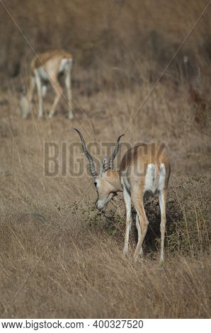 Male Blackbuck Antilope Cervicapra Browsing In Devalia. Gir Sanctuary. Gujarat. India.