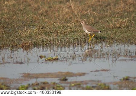 White-tailed Lapwing Vanellus Leucurus In A Lagoon. Keoladeo Ghana National Park. Bharatpur. Rajasth