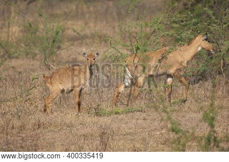 Female And Calve Of Nilgai Boselaphus Tragocamelus. Keoladeo Ghana National Park. Bharatpur. Rajasth