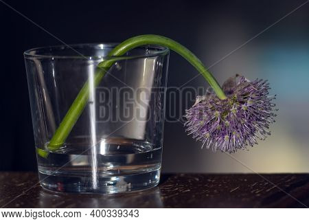Blooming Onion Arrows In A Glass With Water, Still Life