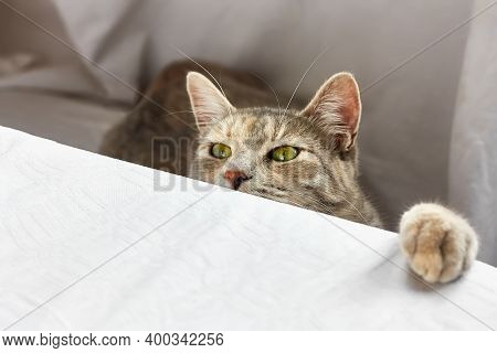 Charming Striped Gray Cat Looks Curiously At The Dinner Table. Funny Domestic Cute Cat. Veterinary A
