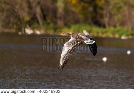 The Greylag Goose, Anser Anser Is A Species Of Large Goose In The Waterfowl Family Anatidae And The 