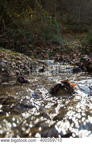 Calmly Flowing, Clean And Crystal Clear River, River In Forest