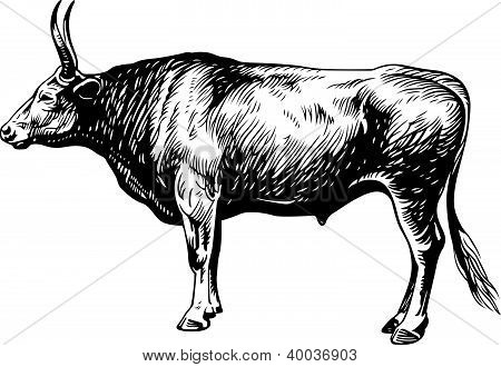 Bullock
