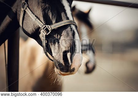 The Noses Of Horses In Halters In The Paddock. The Muzzles Of Horses. Sporty Stallions Brown Color I