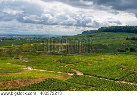 Landscape With Green Grand Cru Vineyards Near Epernay, Region Champagne, France In Rainy Day. Cultiv