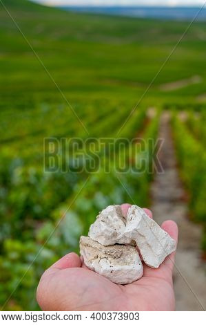 Hand With White Chalk Stones From Soils Of Cote Des Blancs Near Cramant, Region Champagne, France An