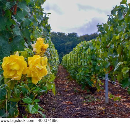 Landscape With Green Grand Cru Vineyards Near Epernay, Region Champagne, France In Rainy Day. Cultiv