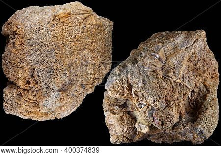 Fossilized Colonial Sponge (genus Chaetetes). Carboniferous Period, Russia