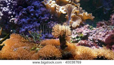Paysages sous-marins