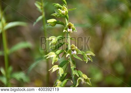 Orchid Epipactis Helleborine In Bloom In Old Asparagus Field.