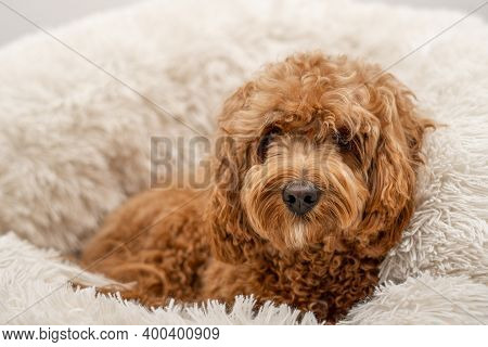 Cavapoo Dog In His Bed, Mixed -breed Of Cavalier King Charles Spaniel And Poodle.