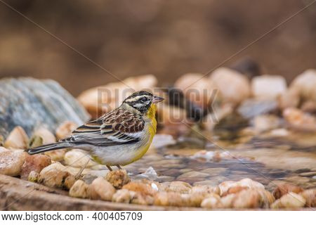 African Golden Breasted Bunting Standing At Waterhole In Kruger National Park, South Africa ; Specie