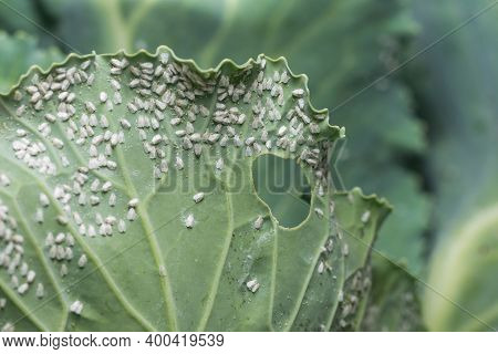 Whitefly Aleyrodes Proletella Agricultural Pest On Cabbage Leaf.
