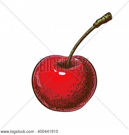 Red Cherry Sketch Isolated On White Background. Hand Drawn Vector Illustration Of Cherry In Vintage 