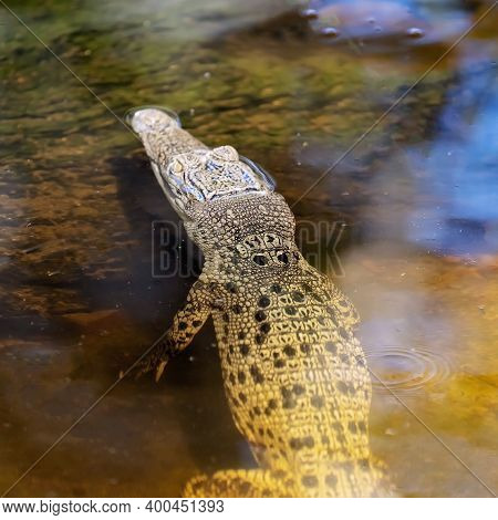 A Freshwater Crocodile Swimming In A Pond With Bright Morning Sunlight Shining On The Water