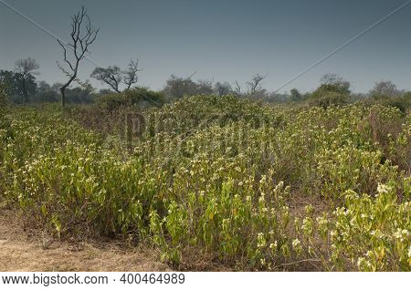 Scrubland In Keoladeo Ghana National Park At Bharatpur. Rajasthan. India. Rajasthan. India.