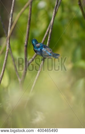Male Purple Sunbird Nectarinia Asiatica. Keoladeo Ghana National Park. Bharatpur. Rajasthan. India.