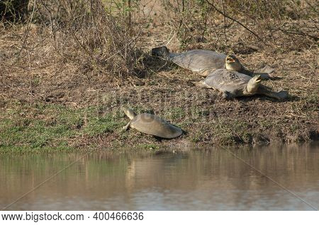 Indian Flapshell Turtles Lissemys Punctata Sun Basking. Keoladeo Ghana National Park. Bharatpur. Raj