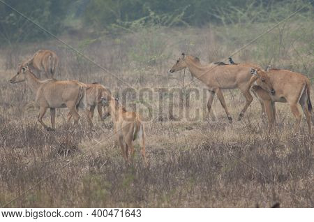 Herd Of Nilgai Boselaphus Tragocamelus. Females And Calves. Keoladeo Ghana National Park. Bharatpur.