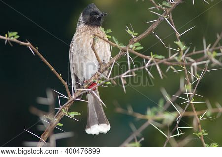Red-vented Bulbul Pycnonotus Cafer Perched On A Vachellia Nilotica. Keoladeo Ghana National Park. Bh