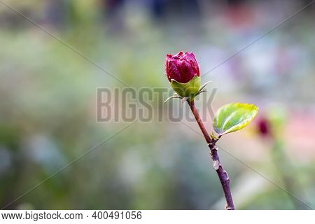 Close Up Shot Of Beautiful Hibiscus Flower Bud Or Joba Flower Bud With Leaves Inside The Garden On G