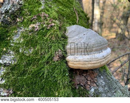 Toadstool Mushrooms On A Tree Stump In An Autumn Deciduous Forest. A Dangerous Parasitic Fungus Grow