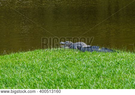 American Alligator Along Bayou In Avery Island, Louisiana, Usa