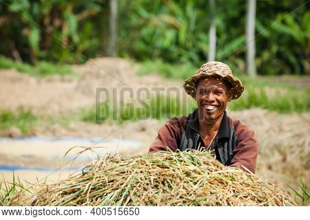 Ubud, Bali Island, Indonesia - March 25, 2017: Indonesian Farmer Man Harvesting, Winnowing Rice Grai