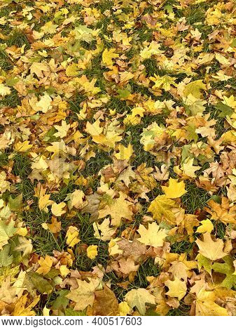 Yellow Maple Leaves On Green Grass. Wallpaper