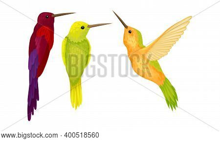 Colibri Or Hummingbird With Beating Wings And Bright Plumage Vector Set