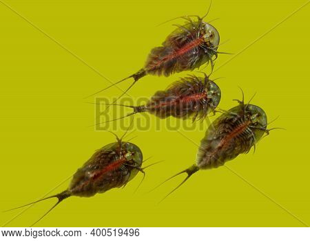 Some Triops Swimming On Water Surface In Green Ambiance