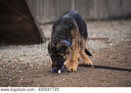 Charming Young Thoroughbred Dog With Protruding Ears And Large Brown Eyes. Kennel Working German She