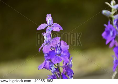 Violet Flowers Of Consolida Ajacis In A Planter. Munilla, La Rioja.