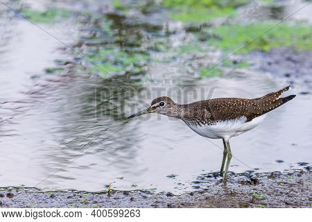 Green Sandpiper Or Tringa Ochropus Walks On Lake