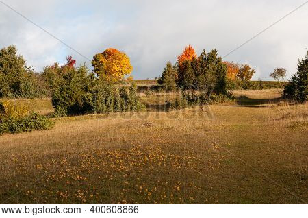 Cypress Spurges With Yellow Leaves In A Meadow In Juniper Heathland