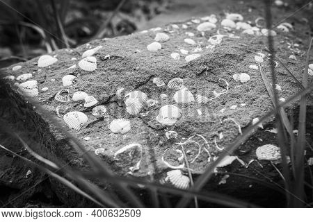 Manochrome Background Image Of Shell Fossils In Stone In Pantishara,vashlovani National Park