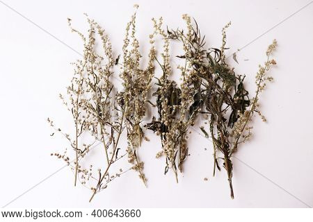 Dried Artemisia Vulgaris, The Common Mugwort. Mugwort Has Been Used Medicinally And As Culinary Herb