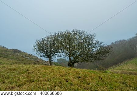 Two Trees In A Misty Landscape. Picture From Kullen Nature Reserve, Scania County, Sweden