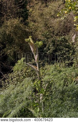 Large, Useful Plant (ferula Communis) Grows In The Forest Close-up On A Sunny Spring Day