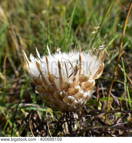 White Seeds About To Scatter From Shepherd's Spoon (rhaponticum Coniferum).