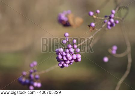 Purple Beautyberry - Latin Name - Callicarpa Dichotoma