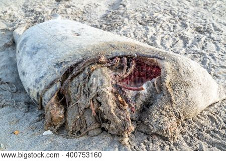 Dead Seal Carcass Washed Up At Narin Beach In Portnoo - County Donegal, Ireland
