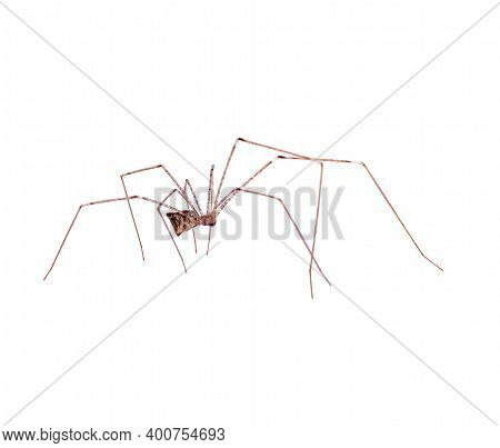 Predatory Spider An Isolated On A White