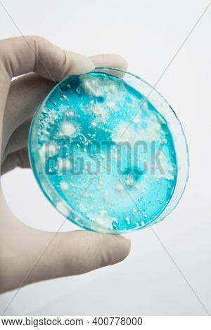 Fungal Mycelium Petri Dish. Laboratory Accessories. Reishi Mushroom Mycelium On Potato Dextrose Agar