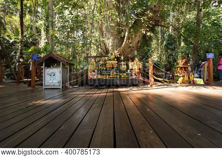 Udon Thani, Thailand-december 22, 2020: A Big Tree That People Believe Is Sacred And Come To Pray Fo